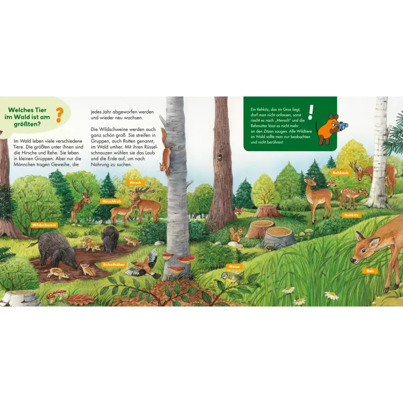 Frag doch mal...die Maus!: Im Wald